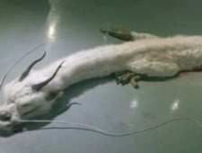 澹台子羽斩双蛟的传说