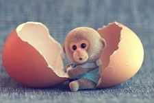 小猴子的红屁股