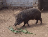 碰到野猪别逞能