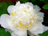 “刘师阁”的传说故事