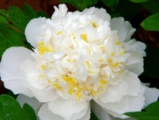 “刘师阁”的传说故事