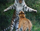 长工生擒东北虎