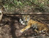 人虎同落陷阱之后