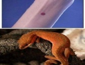 为什么古代女子要点“守宫砂”?它到底是个什么东西?