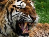 冒犯虎威的来历