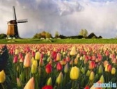 古今战役之荷兰独立战争简介