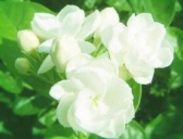 民歌《茉莉花》起源于明代 本意为反腐