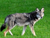 草原狼的传说故事