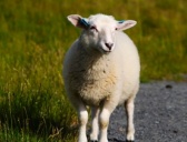 有关羊的神话故事