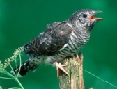 古代神话故事之杜宇化鹃