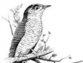 杜宇化鹃的故事