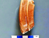 专家认定李汪涧遗址是现代人类起源重要节点