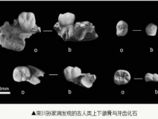 解开栾川“古老儿童”化石密码