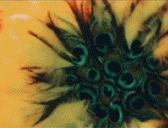 揭秘杨贵妃下落之谜:到底被唐明皇逼死还是在日本定居了?