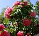 大清公主为何大都嫁给了蒙古王公?