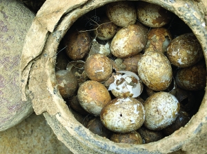 溧阳土墩墓里发现一罐鸡蛋