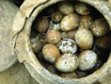 溧阳土墩墓里发现一罐鸡蛋