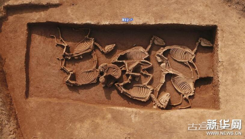 河南三门峡发现西周虢国邦墓 出土随葬品上千件