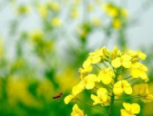 揭秘杜甫笔下黄四娘是何许人?