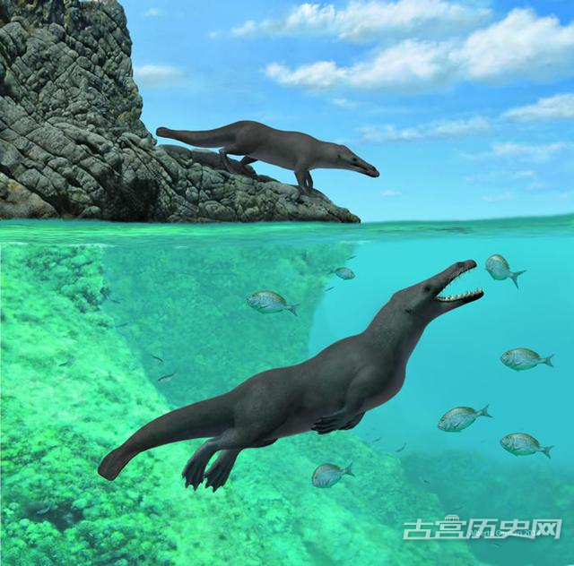 秘鲁海岸发现距今4260万年前的远古四足鲸