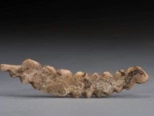 河南巩义双槐树遗址出土五千年前牙雕蚕 见证丝绸之源