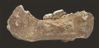 震惊世界的发现——青藏高原的丹尼索瓦人化石