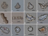 珠江三角洲地区发现直接测年最早的水稻大植物遗存
