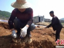 浙江台州路桥考古发现9处东晋时期窑址