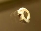 江苏省常州市青城墩遗址考古成果首次发布