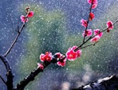 杨赛因不花是谁?他是怎么死的?