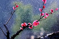 杨赛因不花是谁?他是怎么死的?