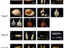 禾本科黍亚科植物小穗植硅体形态分类及应用研究取得进展