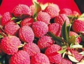 古代名士的琼岛水果逸事 